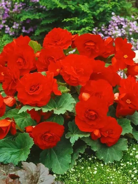 Begonia (Begonia) 'Non Stop' Czerwona 1 szt.