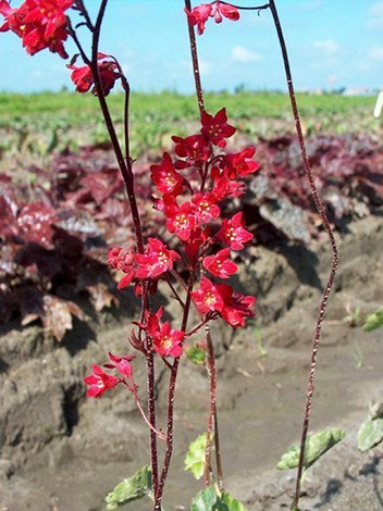 Żurawka (Heuchera sanguinea)