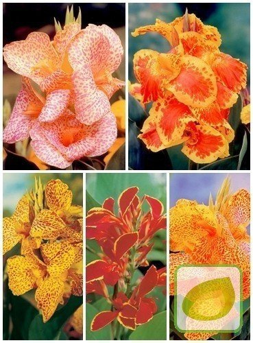 Zestaw Pacioreczniki Indica