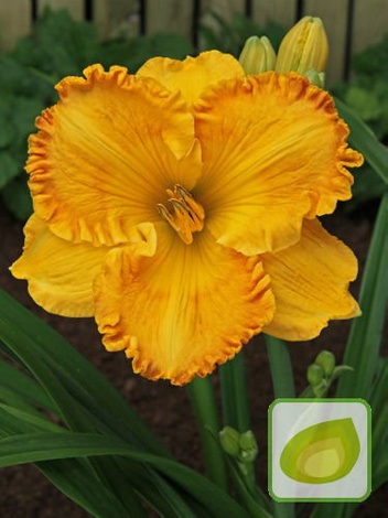 Zestaw Ekskluzywne Liliowce