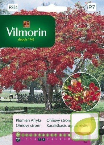 Nasiona Płomień Afryki - Delonix regia