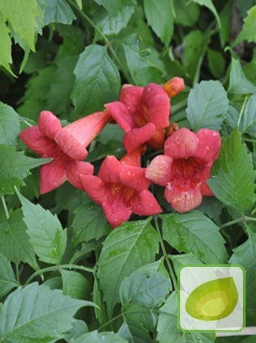 Nasiona Milin Amerykański - Campsis Radicans