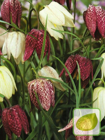 Zestaw Szachownice Drobne