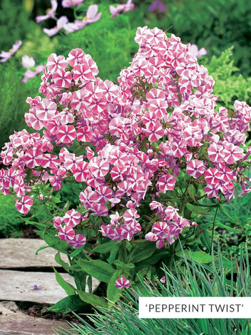 Zestaw Floksy Dwubarwne