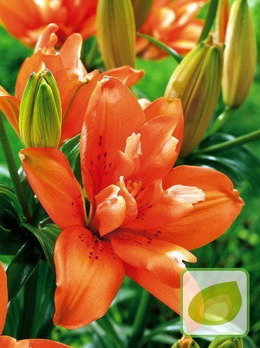 Lilia (Lilium) Orange Twins