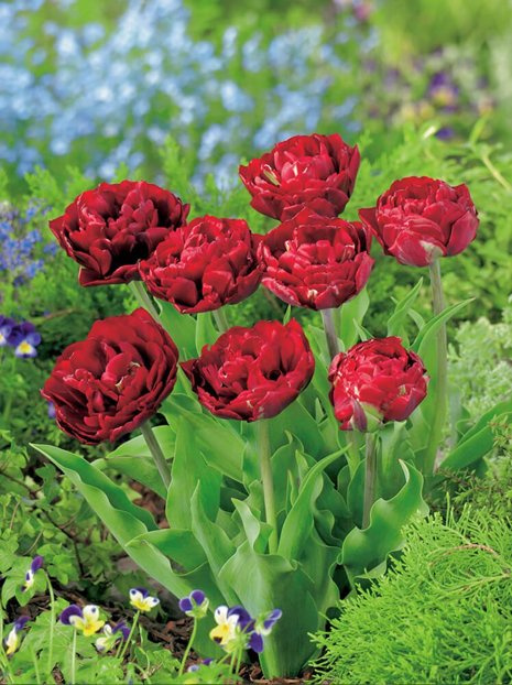 Tulipan Pełny Późny (Tulipa) 'Uncle Tom' 5 szt.