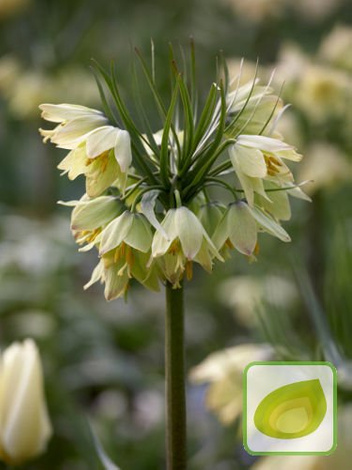 Zestaw Dostojne Szachownice