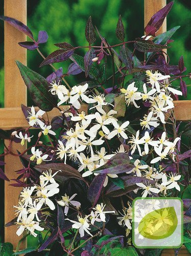 Powojnik prosty (Clematis recta) 'Purpurea'