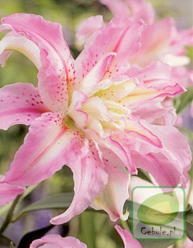 Lilia Broken Heart 14/16