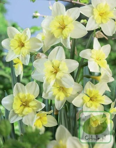 Narcyz Bella Estrella