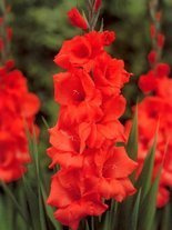 Mieczyk Tani (Gladiolus) 'Hunting Song'