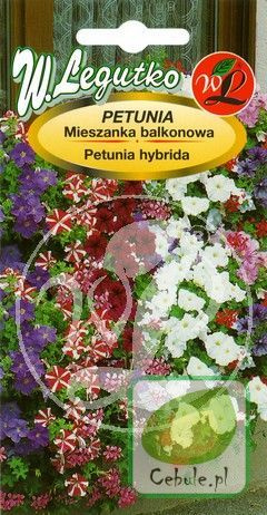 Nasiona Petunia Balkonowa Mieszanka Kolorów