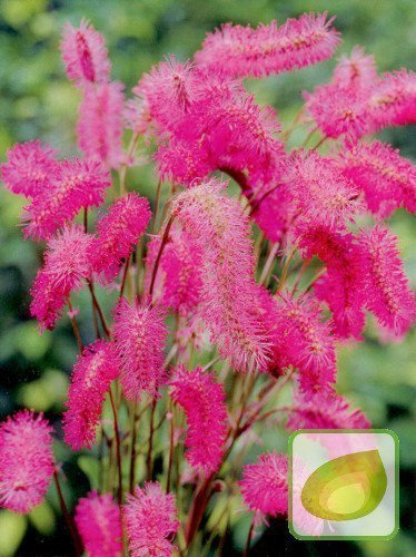 Krwiściąg (Sanguisorba) Obtusa