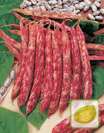 Nasiona Fasola Szparagowa Borlotto Wczes Dwubarwna