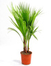Palma w Doniczce 70 cm wys. - Washingtonia Robusta