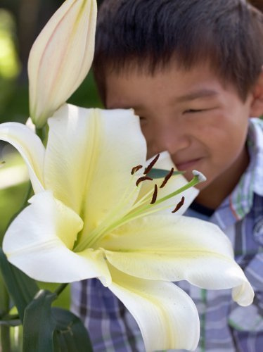 Lilia (Lilium) 'Big Brother'