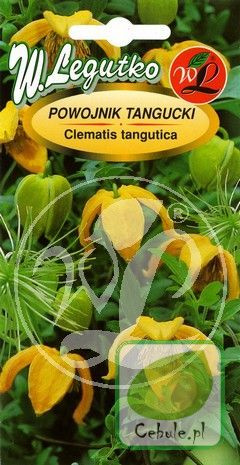 Nasiona Powojnik Tangucki Żółty