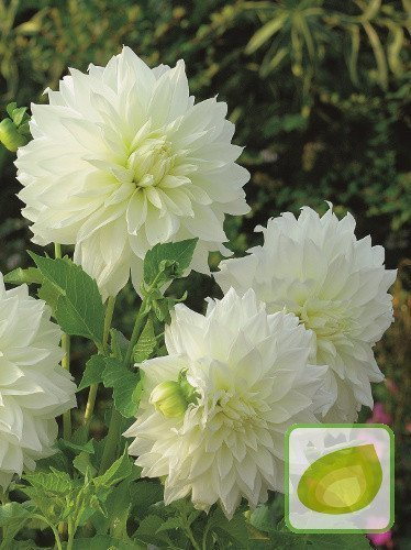 Dalia (Dahlia) Fleurel
