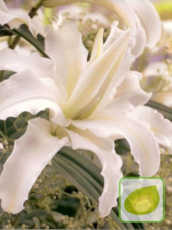 Zestaw Ekskluzywne Lilie Orientalne Pełne