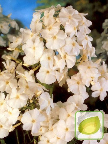 Floks (Phlox) David/ White