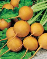 Nasiona Rzepa Golden Ball