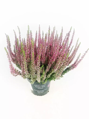 Wrzos Różowy (Calluna) " Garden Girls " w doniczce 13 cm - 1 szt.