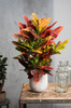 Kroton Pstry (Codiaeum variegatum)