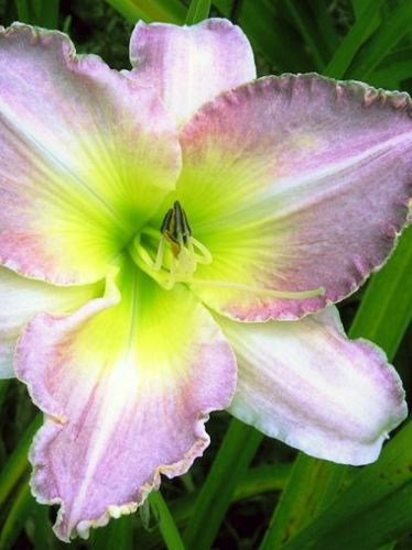 Liliowiec (Hemerocallis) Yalta