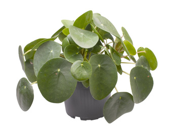 "Pieniążek" (Pilea peperomioides)