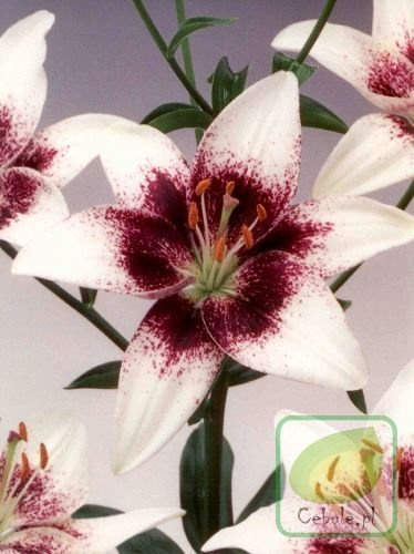 Lilia PIXELS WHITE 16/18