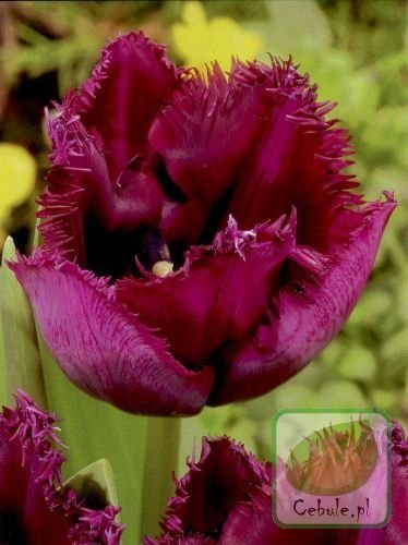 Tulipan CURLEY SUE 12/+