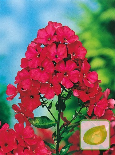 Floks (Phlox) Starfire