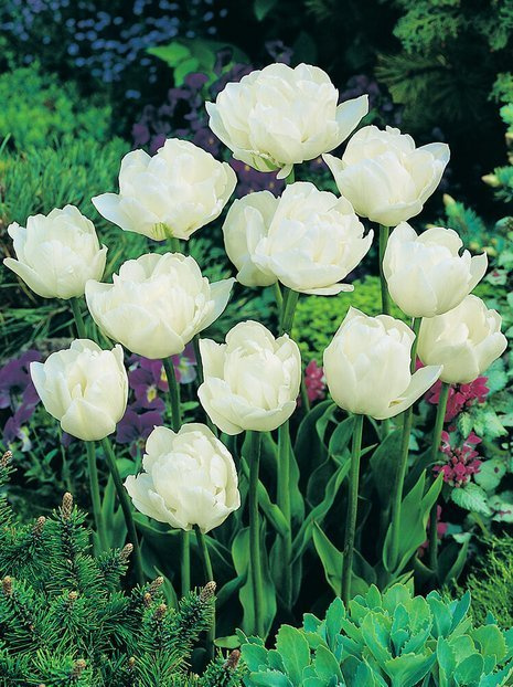 Tulipan Pełny Późny (Tulipa) 'Mount Tacoma' 5 szt.