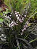 Konwalnik (Ophiopogon planiscapus) 'Niger'