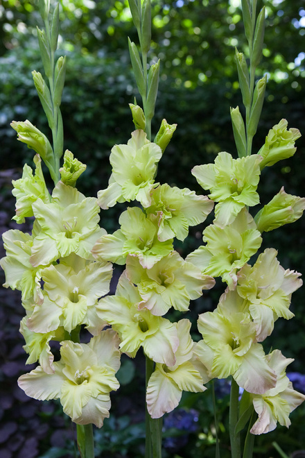 Mieczyk (Gladiolus) 'Alicia' 5 szt.