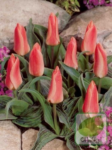 Tulipan Dreamboat 11/12 .