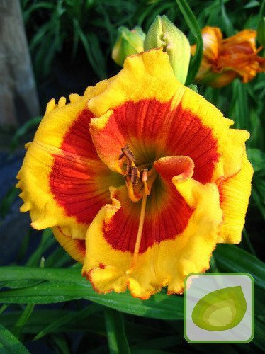 Liliowiec Brookwood Lee Causey