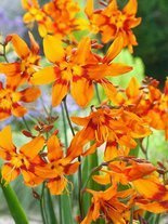 Cynobrówka (Crocosmia) 'Emily McKenzie' 5 szt.