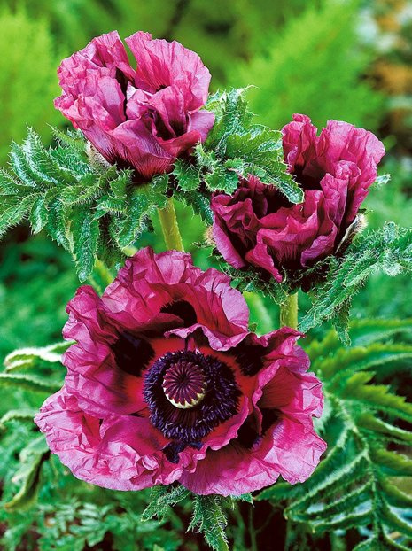 Mak (Papaver orientale) 'Patty’s Plum'