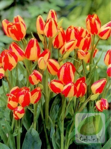 Tulipan Florette 11/12