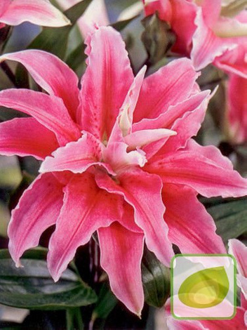 Zestaw Ekskluzywne Lilie Orientalne Pełne