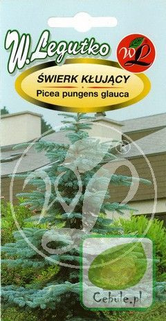 Nasiona Świerk Kłujący -Picea Pungens Gluca Kaibab