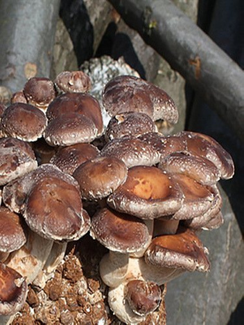 Grzyby Shii-Take (Twardziak Jadalny) Do Uprawy Domowej