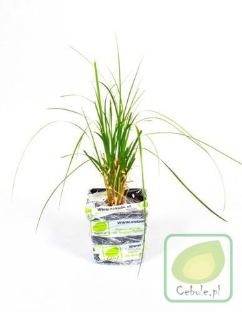 GIGANTYCZNA Trawa Pampasowa Duże Sadzonki Cortaderia