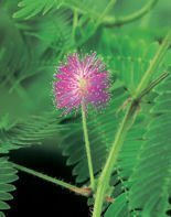 Nasiona Mimoza Wstydliwa Żywy Kwiat Mimosa Pudica