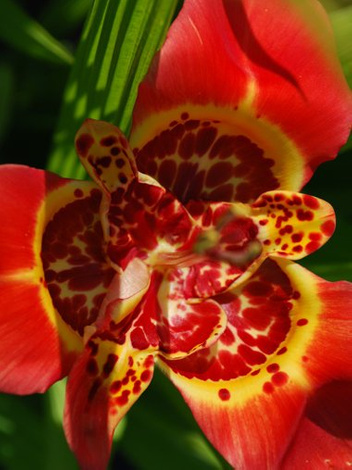 Tygrysówka Tania (Tigridia pavonia) Czerwona