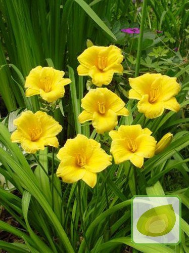 Liliowiec (Hemerocallis) Stella D'Oro