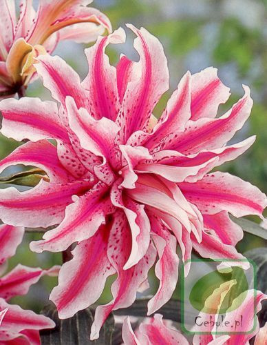 Lilia Magic Star 14/16