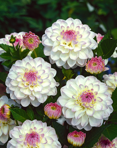 Dalia (Dahlia) 'Eveline'