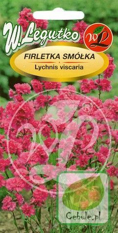 Nasiona Firletka Smółka - Lychnis